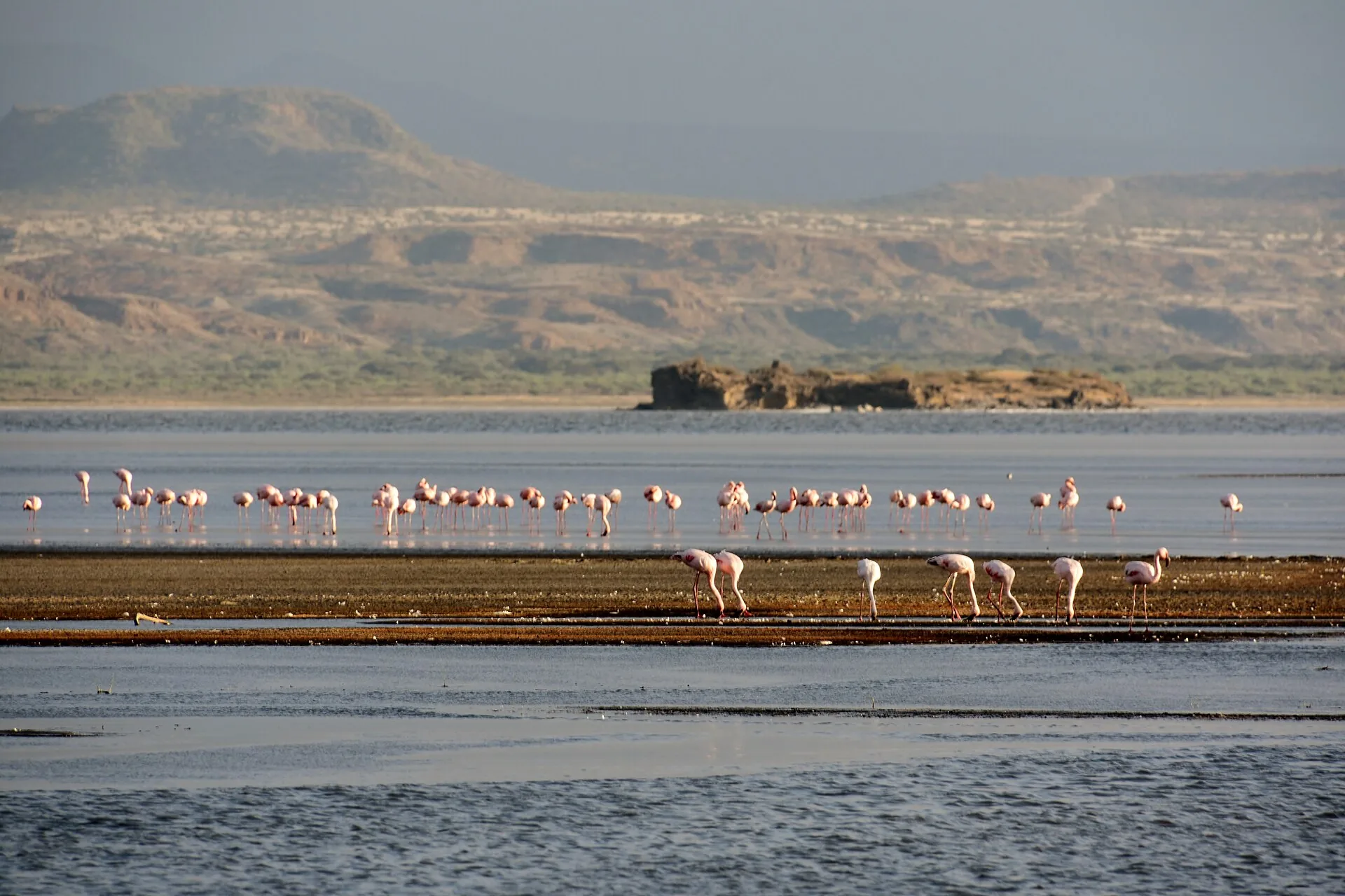 Flamencos en el Lago Natron